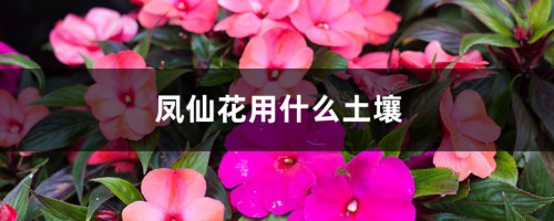 凤仙花用什么土壤，如何栽培