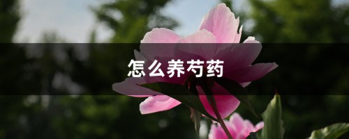 怎么养芍药