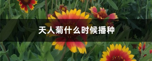 天人菊什么时候播种